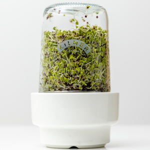 Sprouting 2 Piece Set
